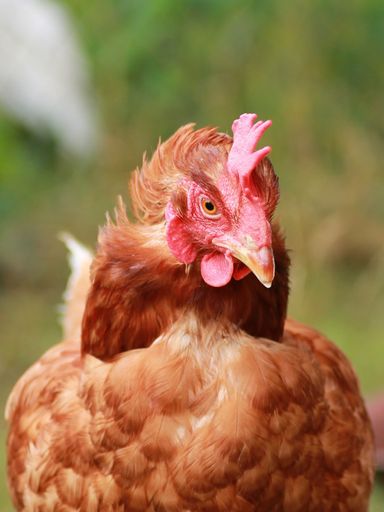 Ein gerettetes Huhn